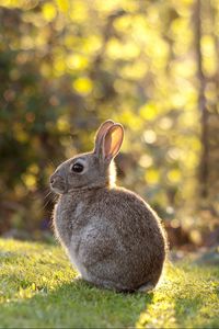 Preview wallpaper rabbit, grass, sunlight