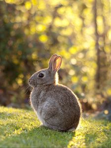 Preview wallpaper rabbit, grass, sunlight