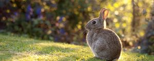 Preview wallpaper rabbit, grass, sunlight