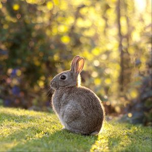 Preview wallpaper rabbit, grass, sunlight