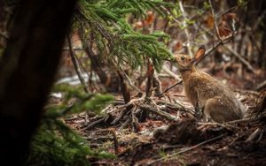 Preview wallpaper rabbit, grass, tree, sit