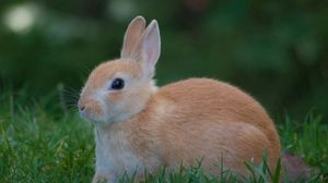 Preview wallpaper rabbit, grass, waiting