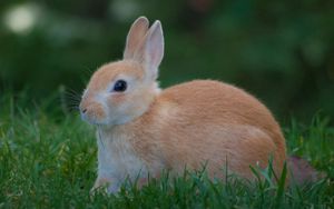 Preview wallpaper rabbit, grass, waiting