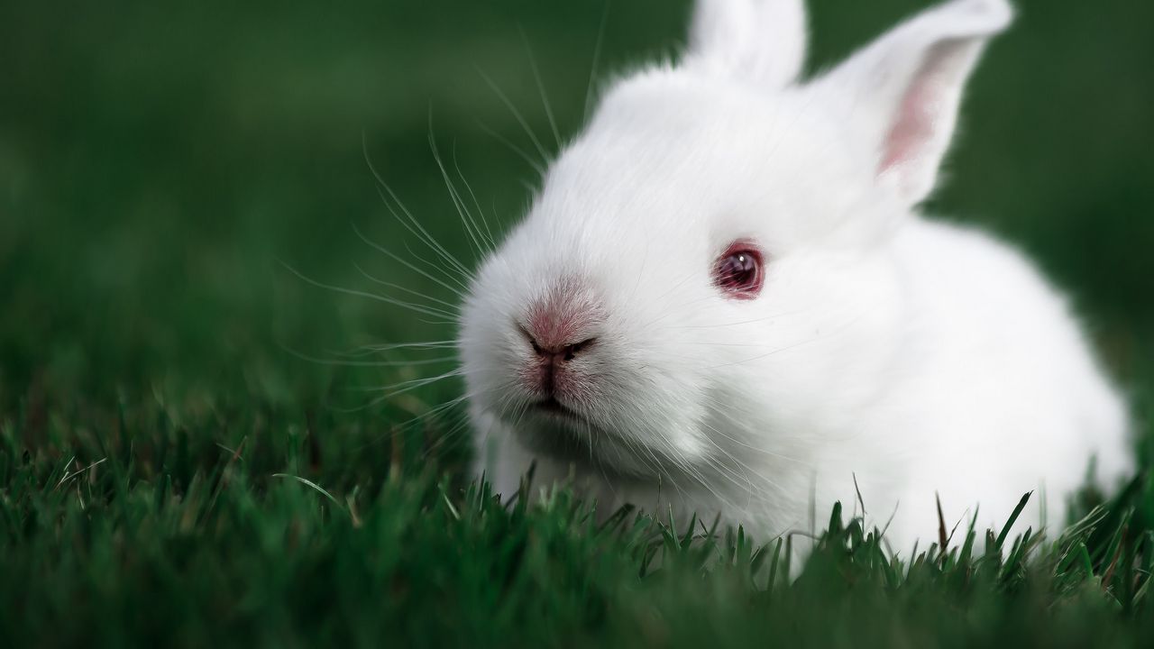 Wallpaper rabbit, grass, white, muzzle