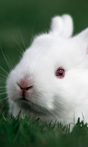 Preview wallpaper rabbit, grass, white, muzzle