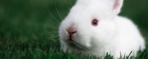 Preview wallpaper rabbit, grass, white, muzzle