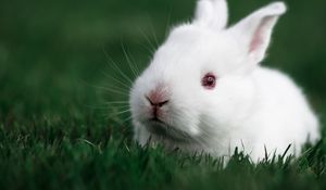 Preview wallpaper rabbit, grass, white, muzzle