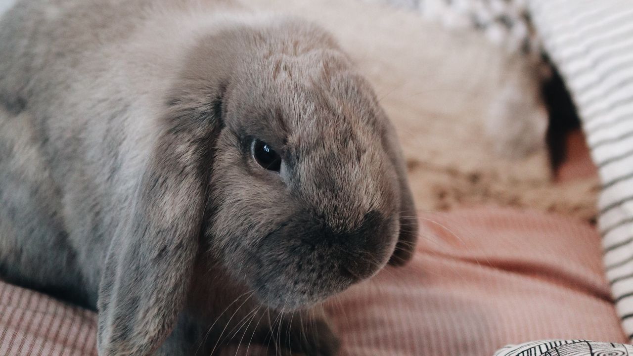 Wallpaper rabbit, gray, animal, pet