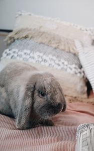 Preview wallpaper rabbit, gray, animal, pet