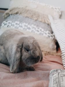 Preview wallpaper rabbit, gray, animal, pet