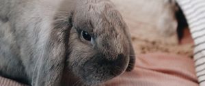 Preview wallpaper rabbit, gray, animal, pet