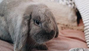 Preview wallpaper rabbit, gray, animal, pet