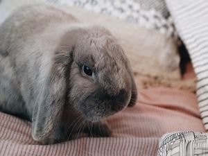 Preview wallpaper rabbit, gray, animal, pet