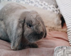 Preview wallpaper rabbit, gray, animal, pet
