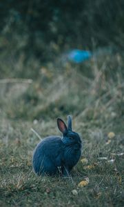 Preview wallpaper rabbit, gray, cute, animal, grass