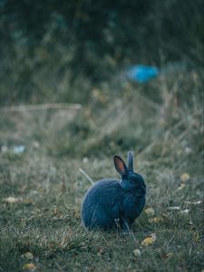 Preview wallpaper rabbit, gray, cute, animal, grass