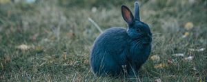 Preview wallpaper rabbit, gray, cute, animal, grass