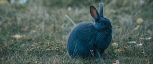 Preview wallpaper rabbit, gray, cute, animal, grass