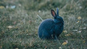 Preview wallpaper rabbit, gray, cute, animal, grass