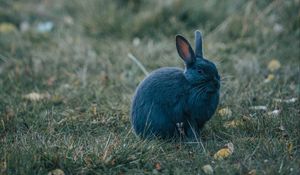 Preview wallpaper rabbit, gray, cute, animal, grass