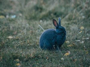 Preview wallpaper rabbit, gray, cute, animal, grass