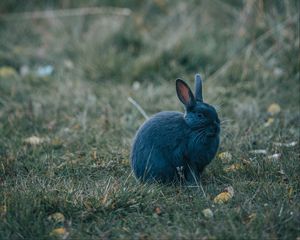 Preview wallpaper rabbit, gray, cute, animal, grass