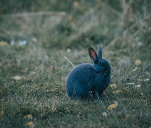 Preview wallpaper rabbit, gray, cute, animal, grass