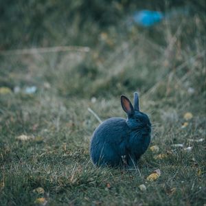 Preview wallpaper rabbit, gray, cute, animal, grass