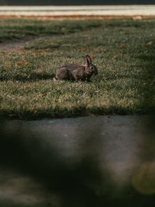 Preview wallpaper rabbit, gray, grass, animal