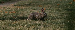 Preview wallpaper rabbit, gray, grass, animal