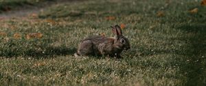 Preview wallpaper rabbit, gray, grass, animal