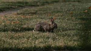 Preview wallpaper rabbit, gray, grass, animal