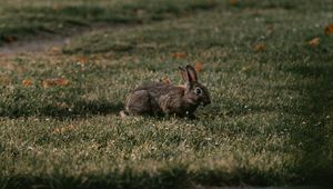 Preview wallpaper rabbit, gray, grass, animal