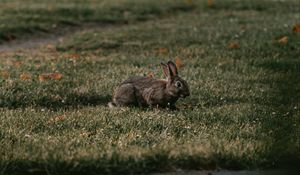 Preview wallpaper rabbit, gray, grass, animal