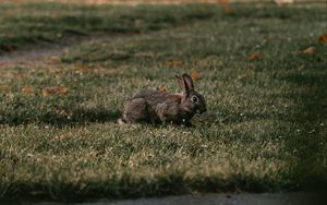 Preview wallpaper rabbit, gray, grass, animal