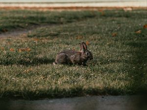 Preview wallpaper rabbit, gray, grass, animal