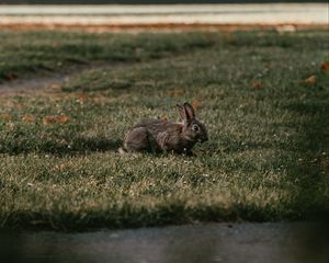 Preview wallpaper rabbit, gray, grass, animal