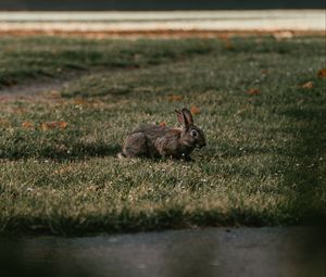 Preview wallpaper rabbit, gray, grass, animal