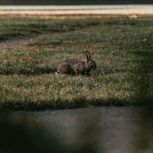 Preview wallpaper rabbit, gray, grass, animal