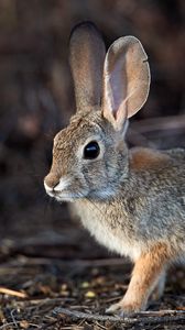 Preview wallpaper rabbit, hare, animal, fluffy