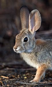 Preview wallpaper rabbit, hare, animal, fluffy