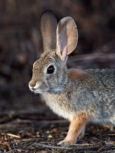 Preview wallpaper rabbit, hare, animal, fluffy