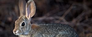 Preview wallpaper rabbit, hare, animal, fluffy