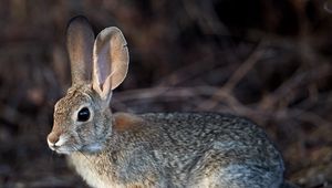 Preview wallpaper rabbit, hare, animal, fluffy