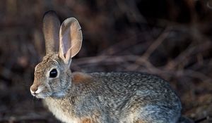 Preview wallpaper rabbit, hare, animal, fluffy
