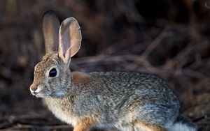 Preview wallpaper rabbit, hare, animal, fluffy