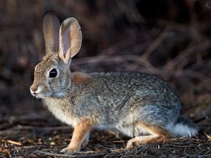 Preview wallpaper rabbit, hare, animal, fluffy