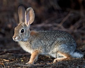 Preview wallpaper rabbit, hare, animal, fluffy