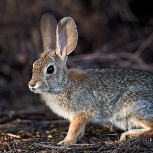 Preview wallpaper rabbit, hare, animal, fluffy