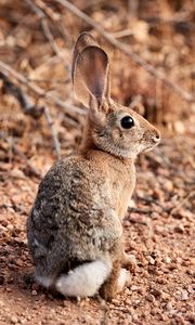 Preview wallpaper rabbit, hare, animal, ears, cute